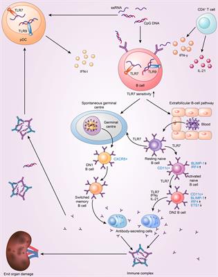 Toll-like receptors 7 and 9 regulate the proliferation and differentiation of B cells in systemic lupus erythematosus